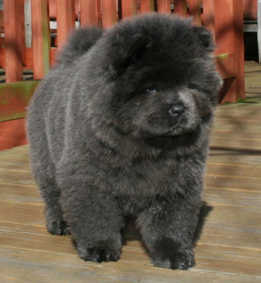 Não é o filhote mais lindo do mundo este Chow Chow?