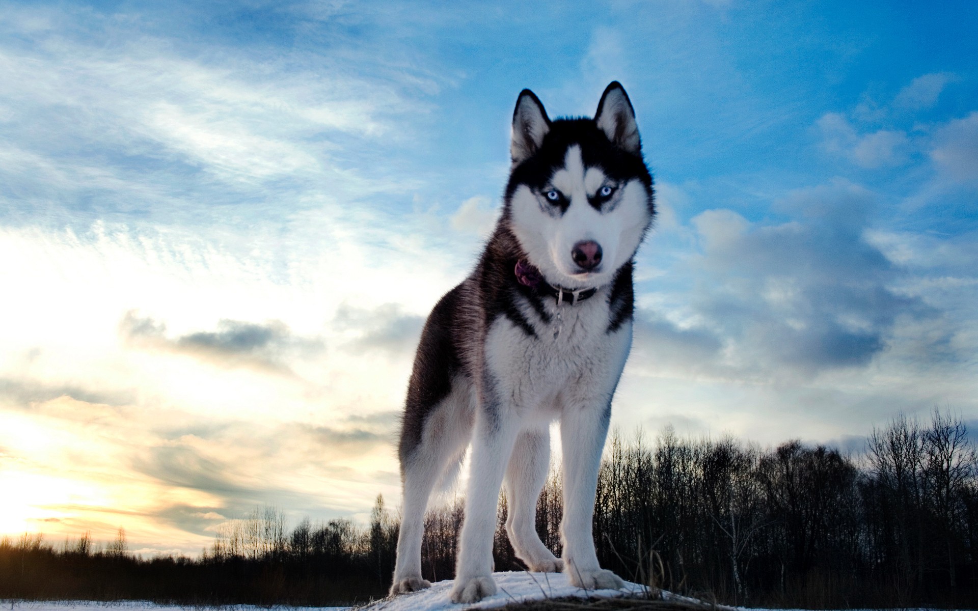 Este é o Husky Siberiano!