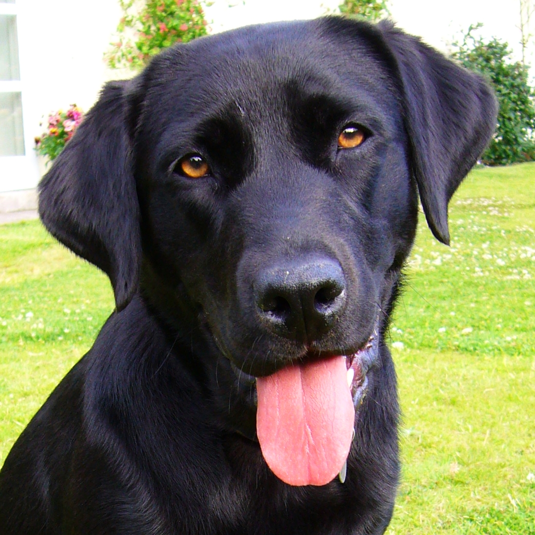 O Labrador Retriever tem tantas características que fica difícil escolher a que mais agrada!