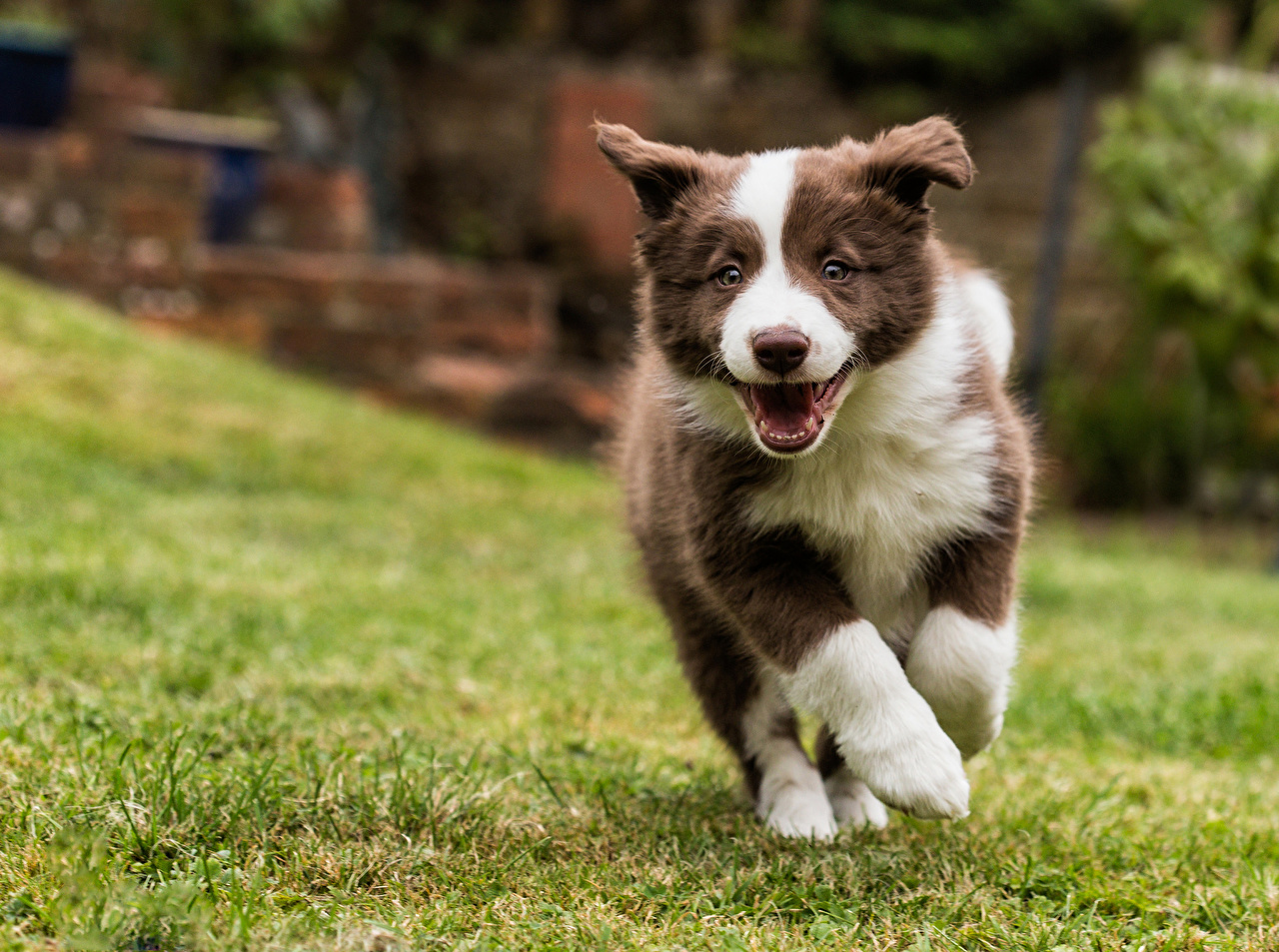 Este é o Border Collie!