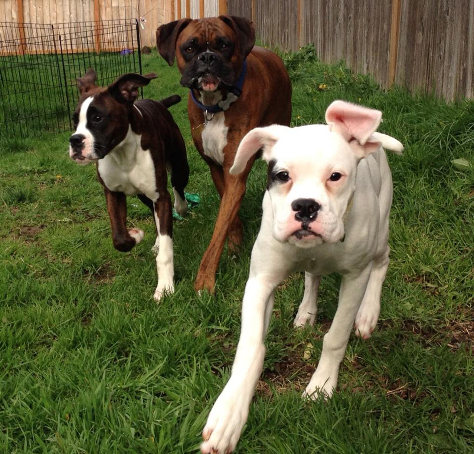 Cachorro Boxer: escolha o seu e se apaixone