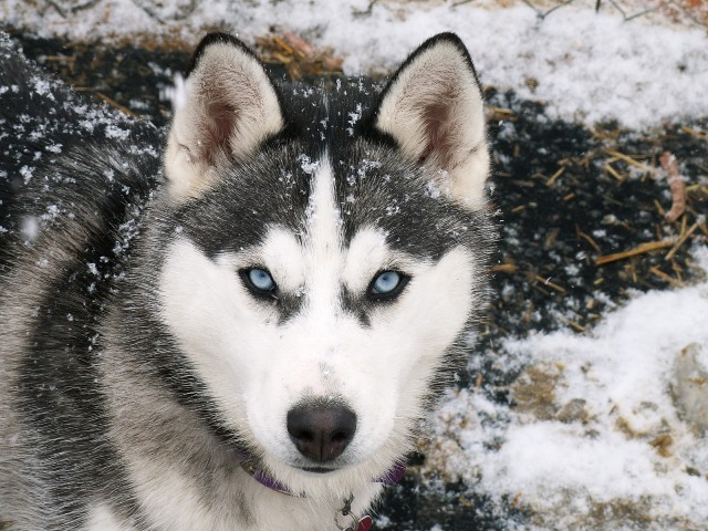 Husky Siberiano