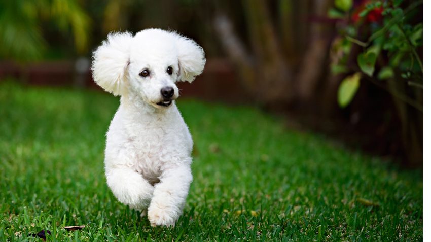 Poodle - Uma raça de cães super diversificada. Escolha o seu! 2