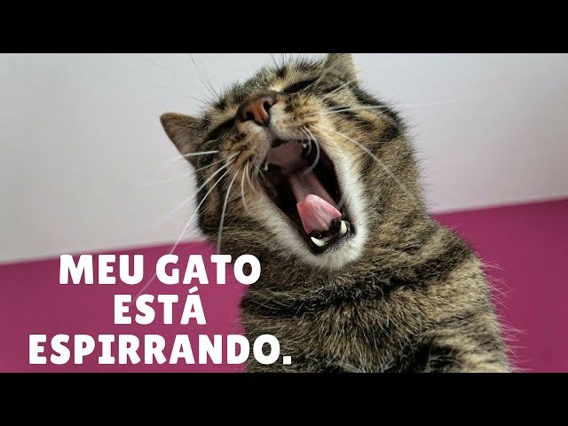 Gato espirrando