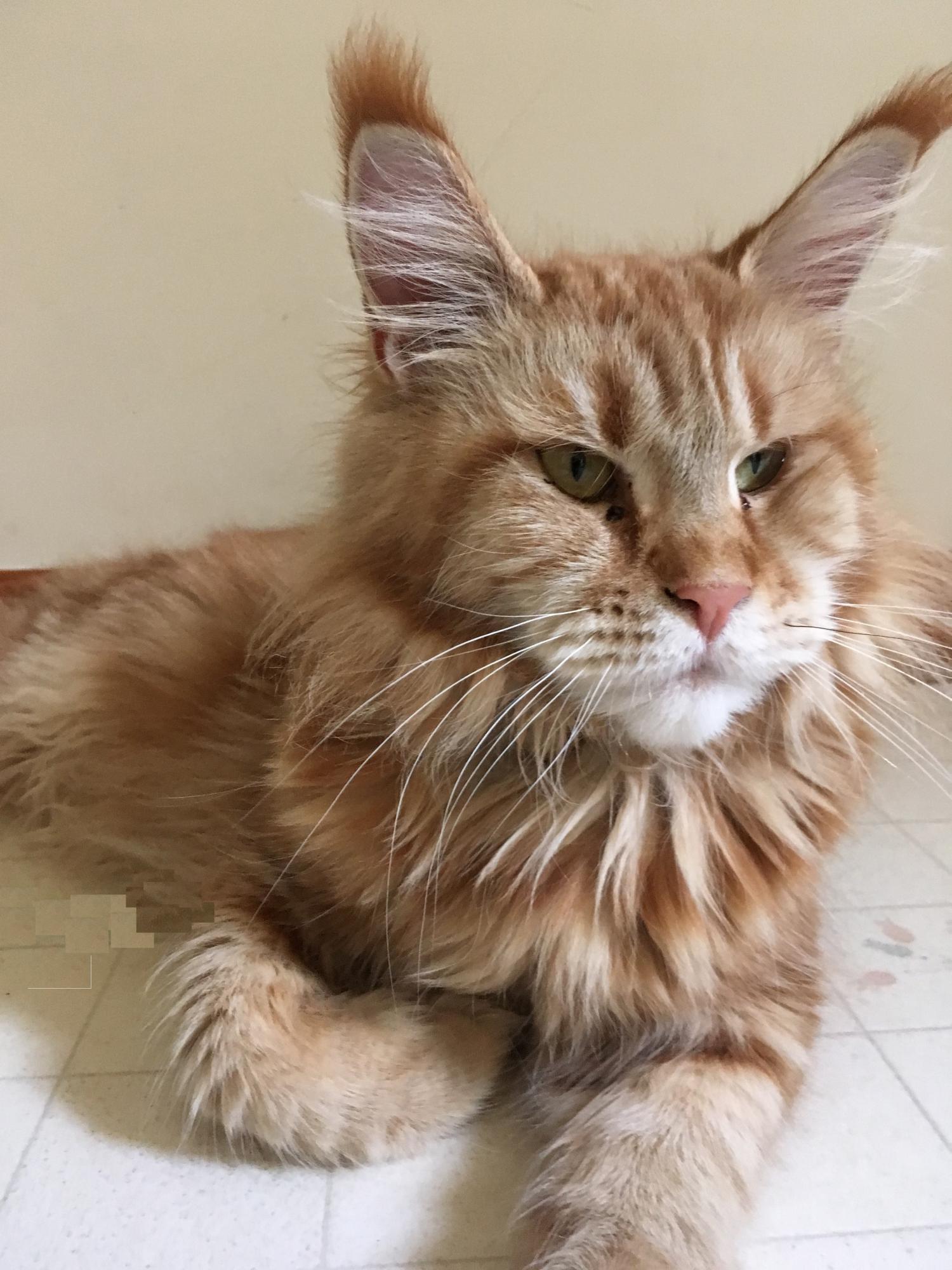 A pelagem longa e densa do Maine Coon encanta a todos