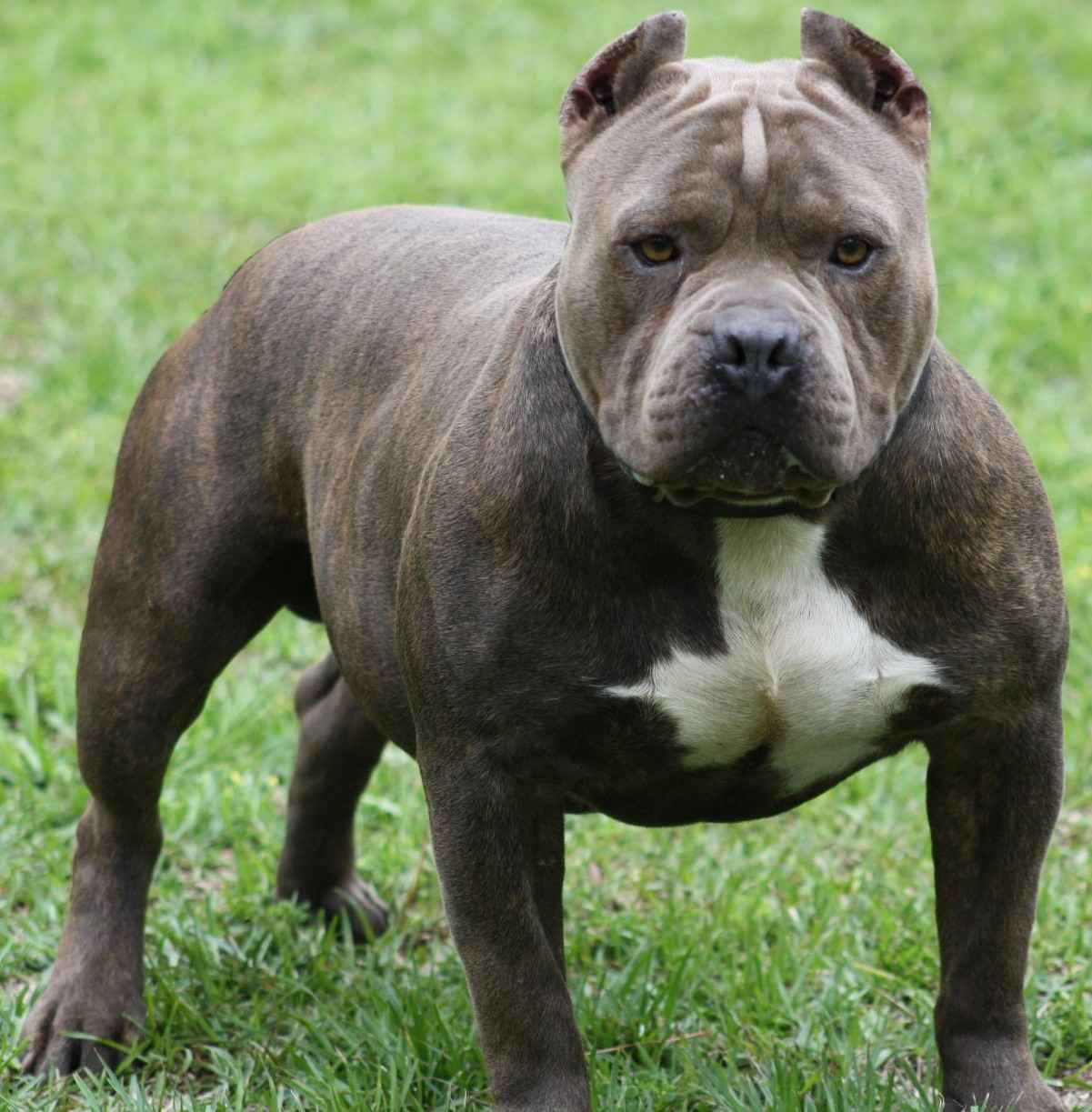 Esta foto nós colocamos só para dar um recado: nunca faça isso com as orelhas do seu Pitbull. Além de criminoso é cruel