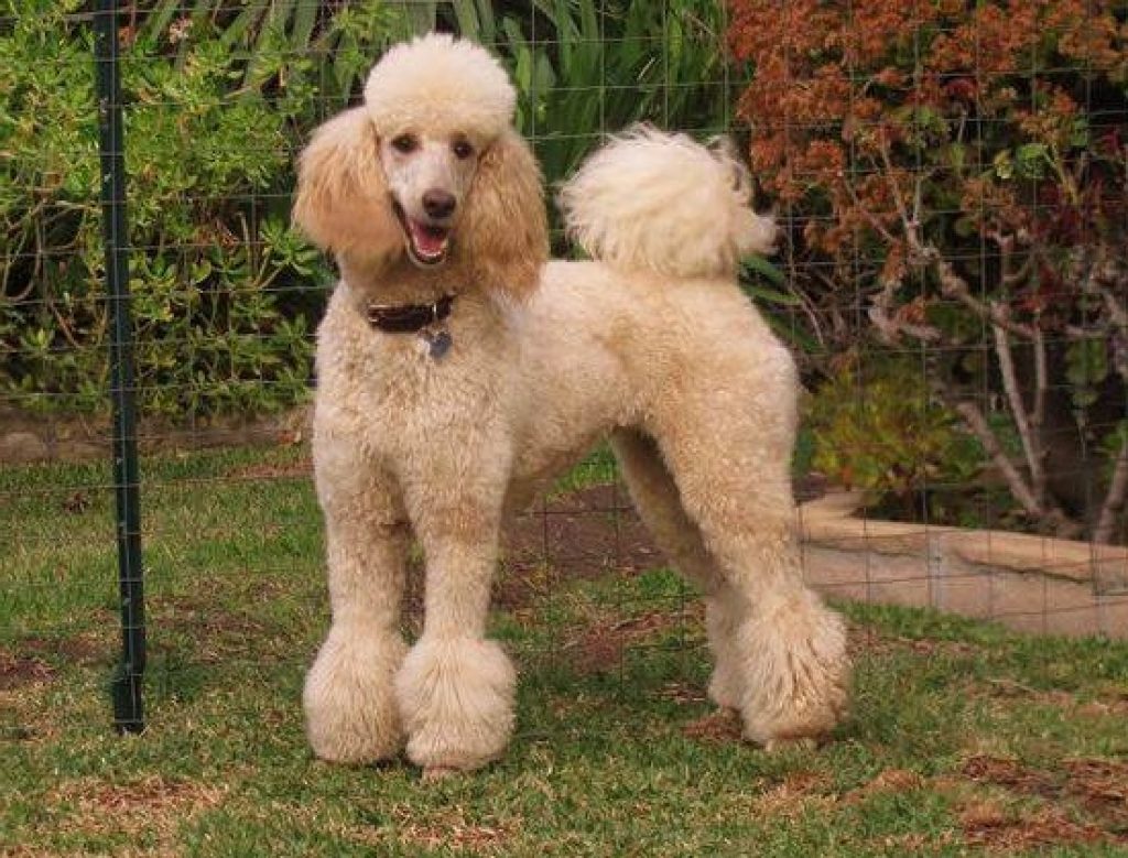 Este é o Poodle grande com uma tosa clássica e inconfundível!