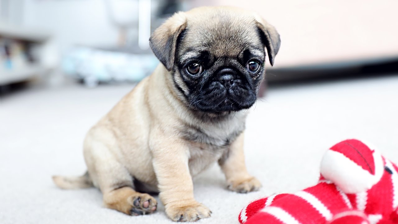 Não é a carinha enrugada mais linda? Uma das características mais marcantes do Pug são estas rugas