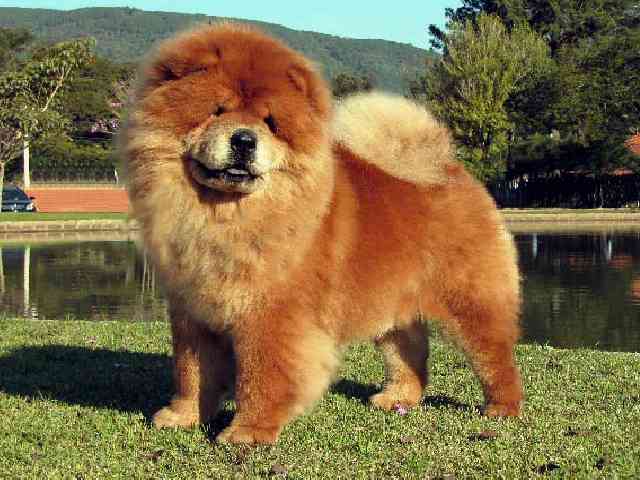 Chow Chow