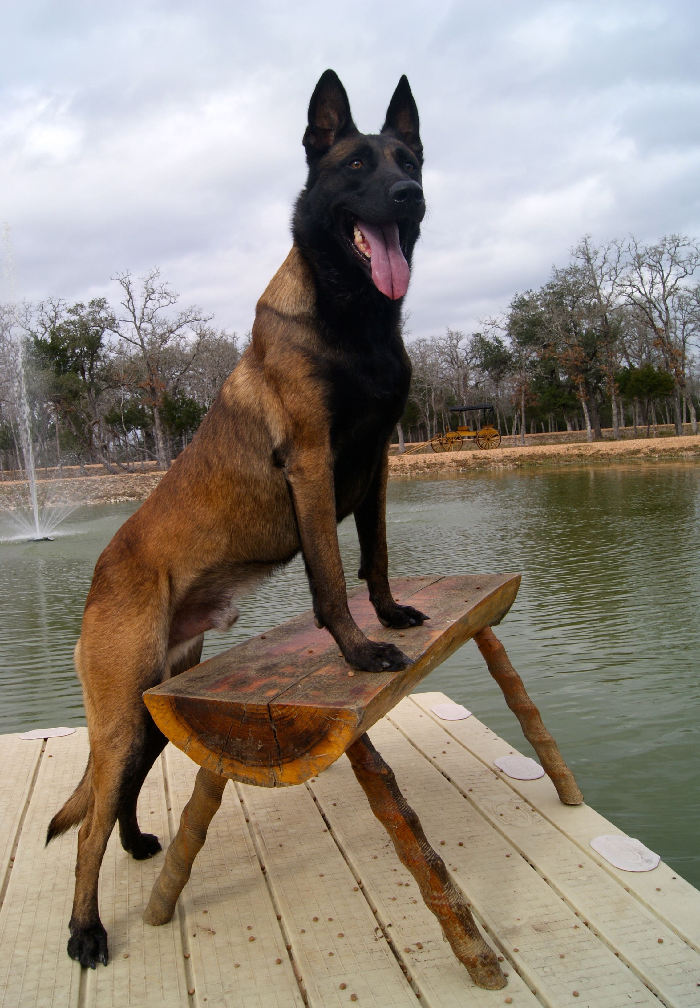 O Pastor Belga Malinois, lindo e sempre alerta!