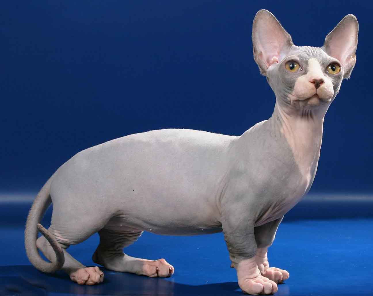 Esta é uma rara combinação de Gato Munchkin e Sphynx