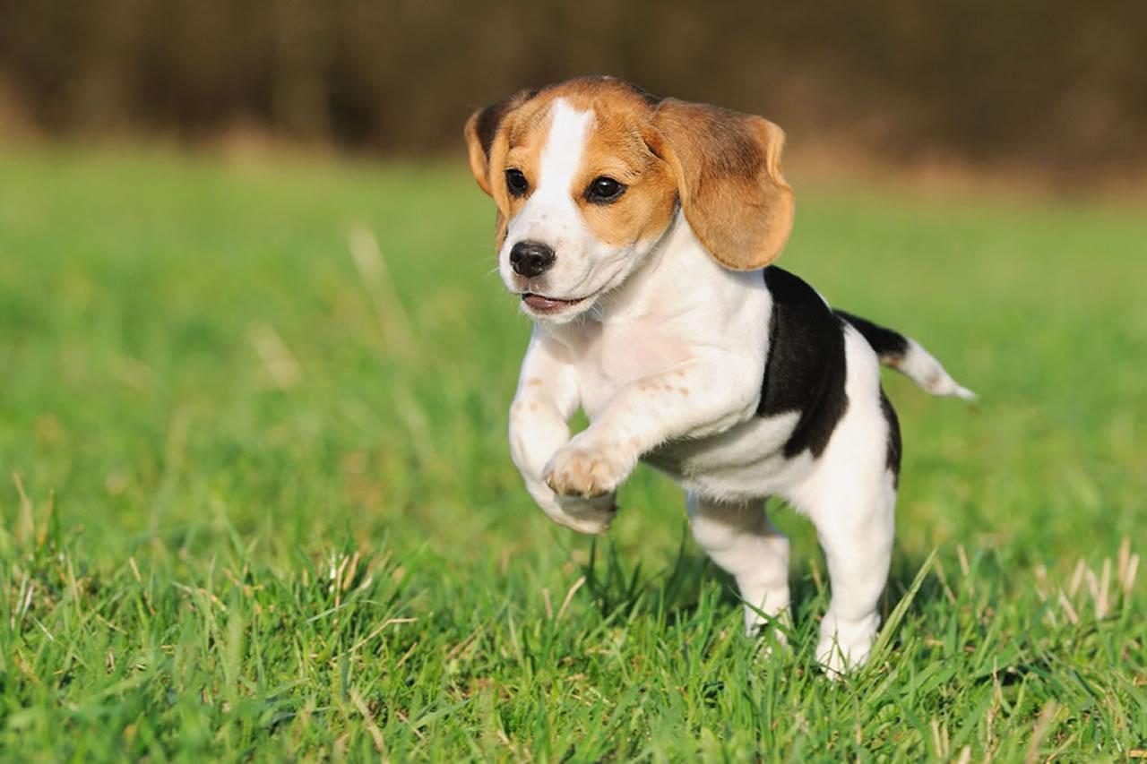 Tenha paciência com seu filhote de Beagle! São barulhentos, mas muito brincalhões