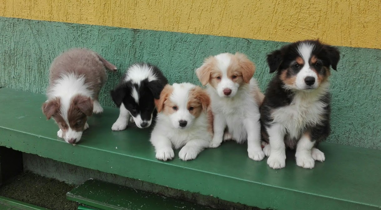 Filhotinhos de Border Collie!