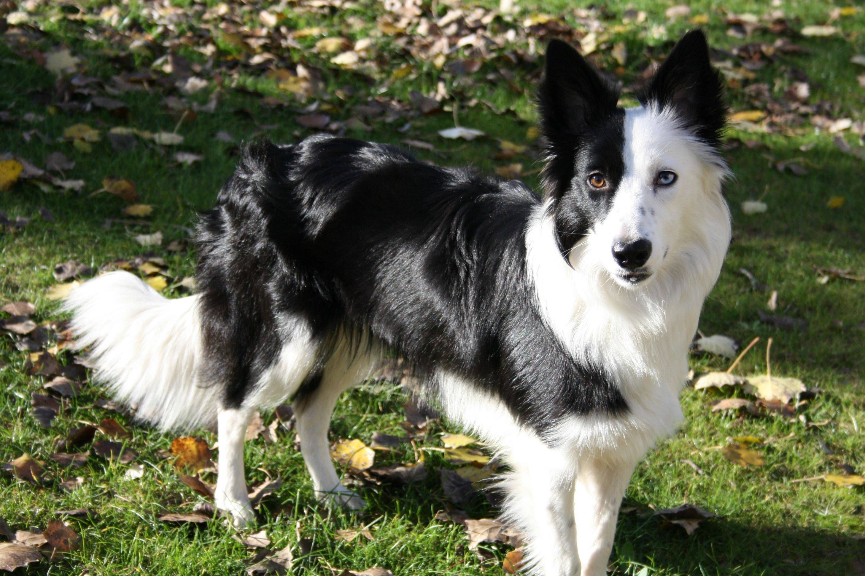 Esta é a pelagem mais comum do Border Collie.