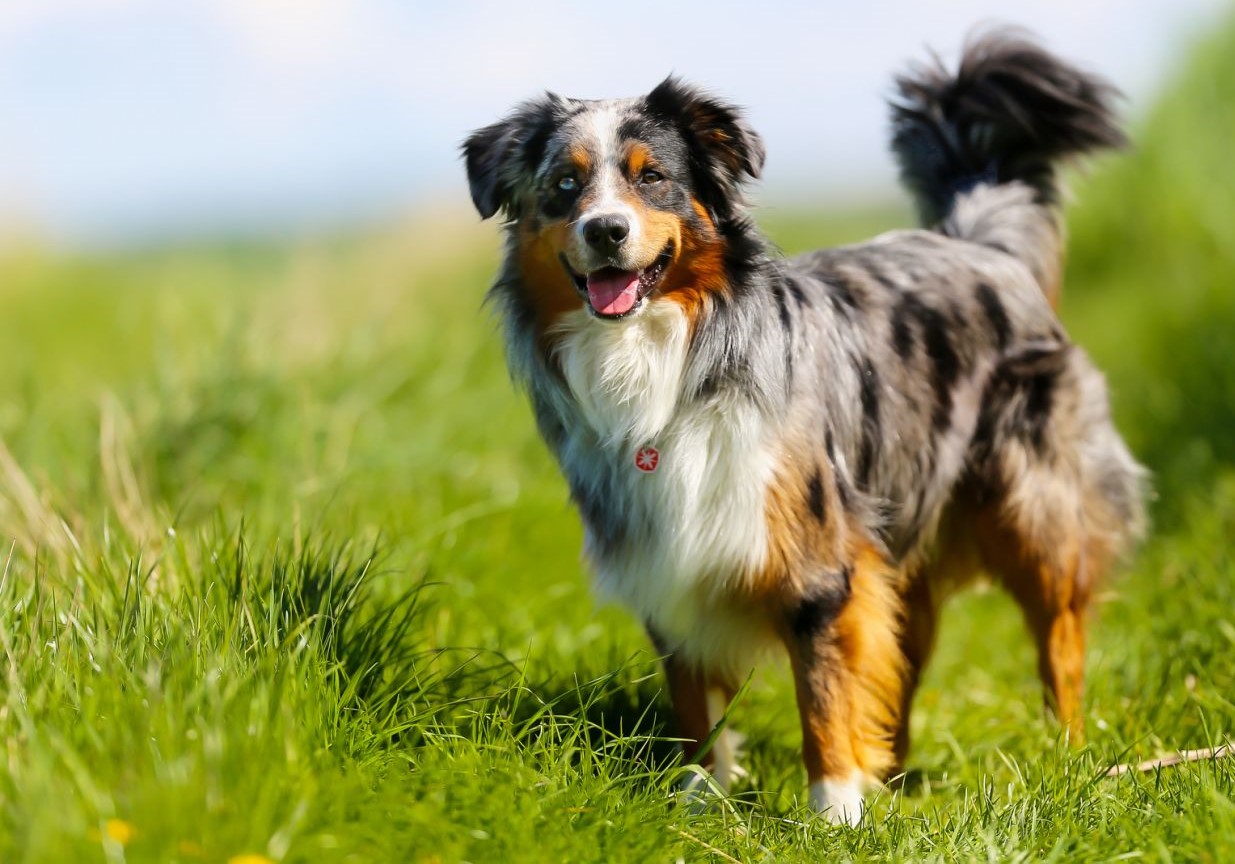 Border Collie tricolor