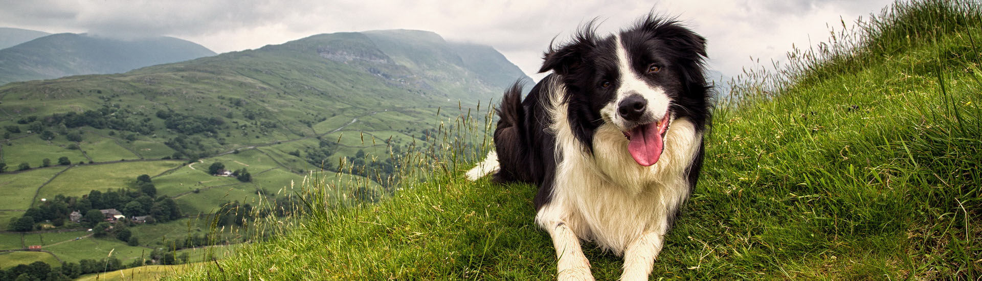 Este é o Border Collie