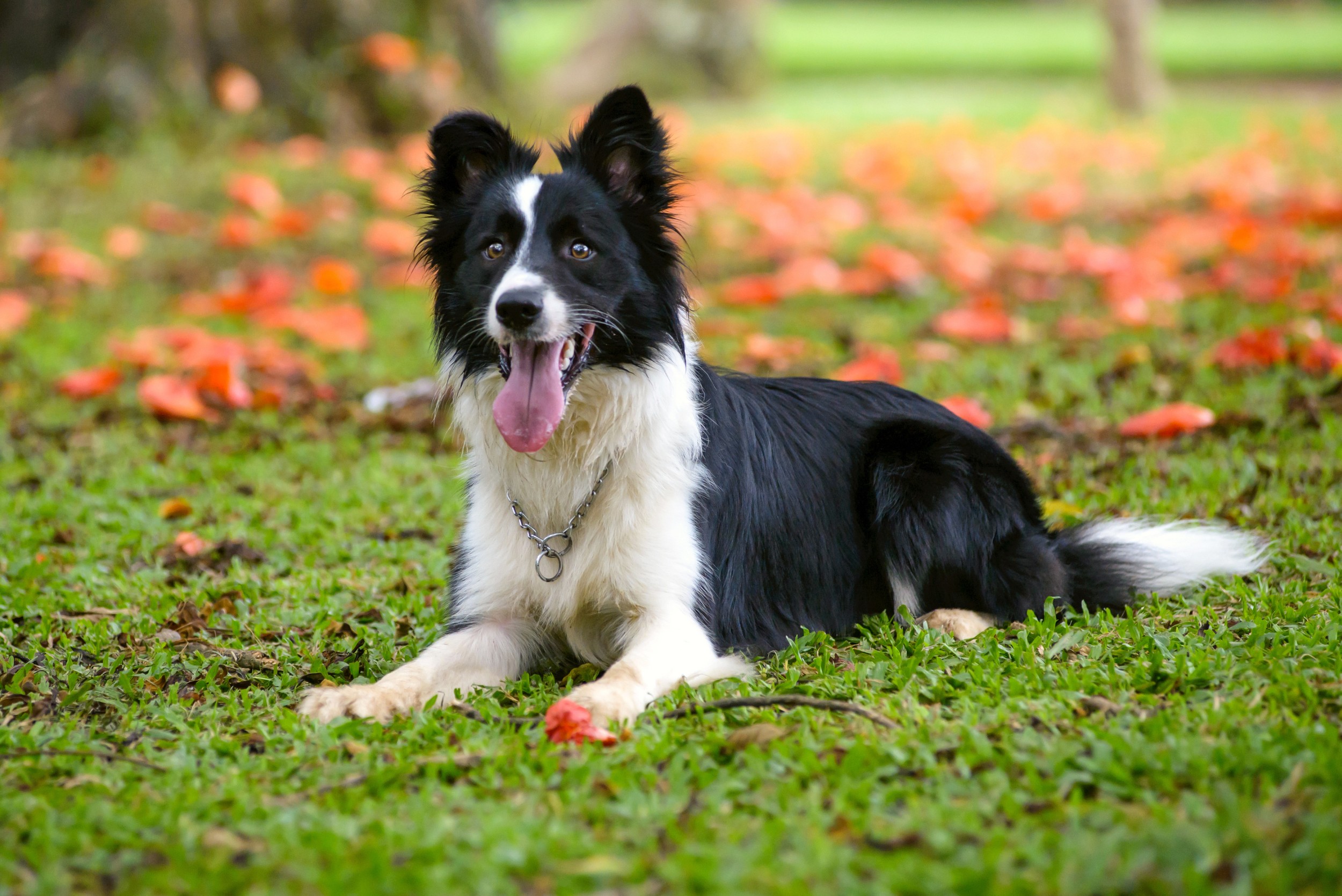 Esta é a cor clássica do Border Collie