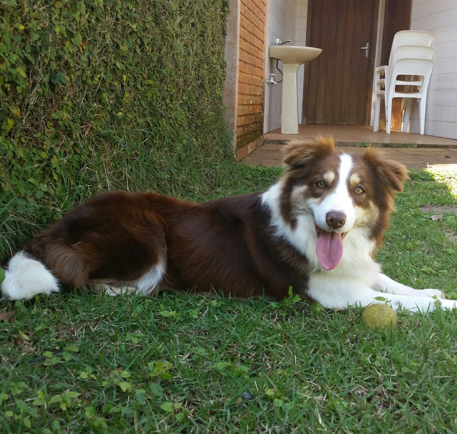 Border Collie - O cachorro mais inteligente do mundo! 1