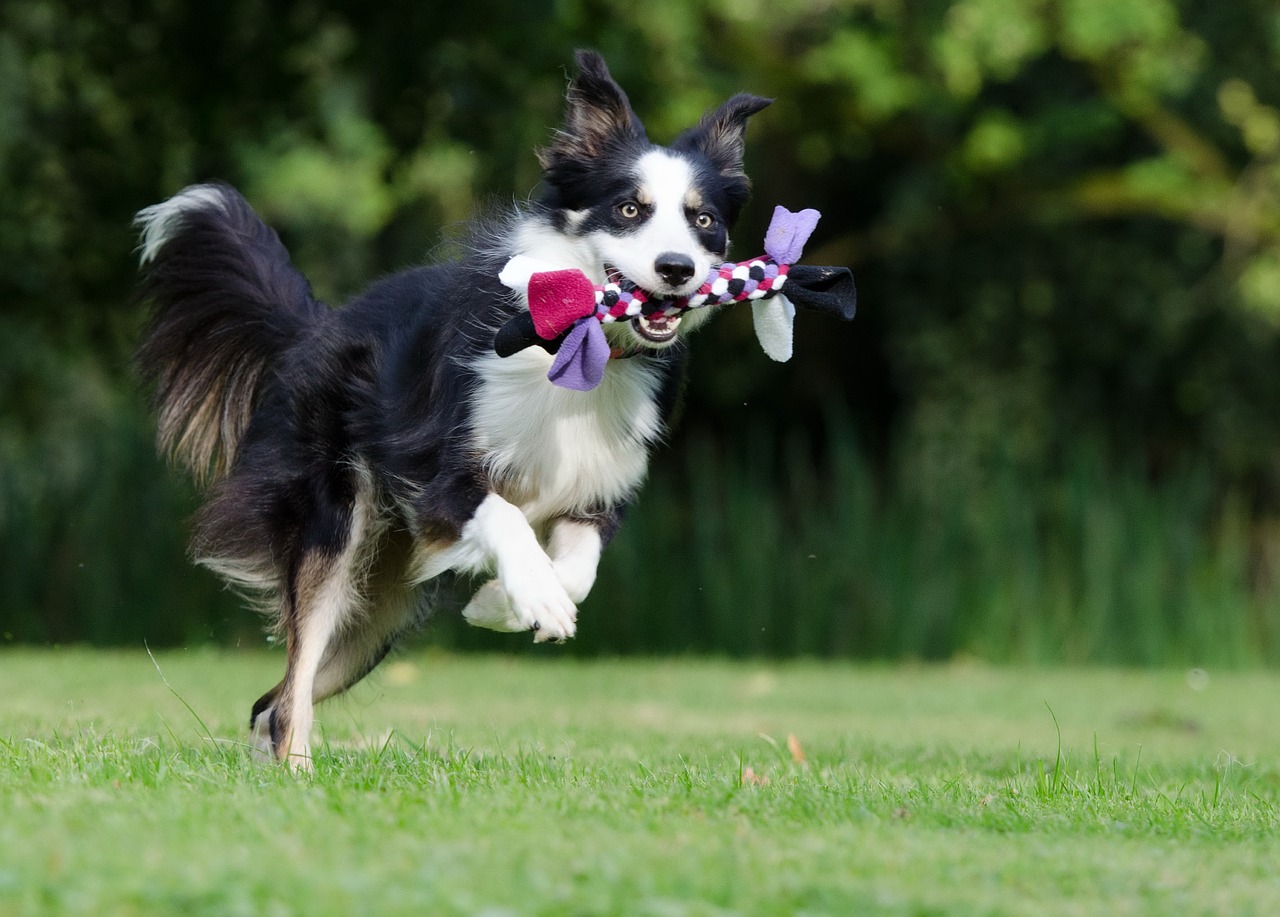 Olha a felicidade deste Border Collie brincando!