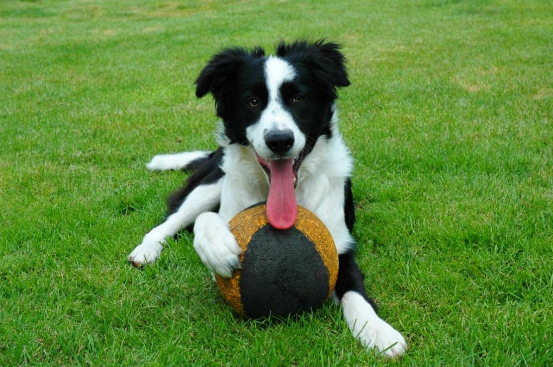 Vamos jogar futebol?