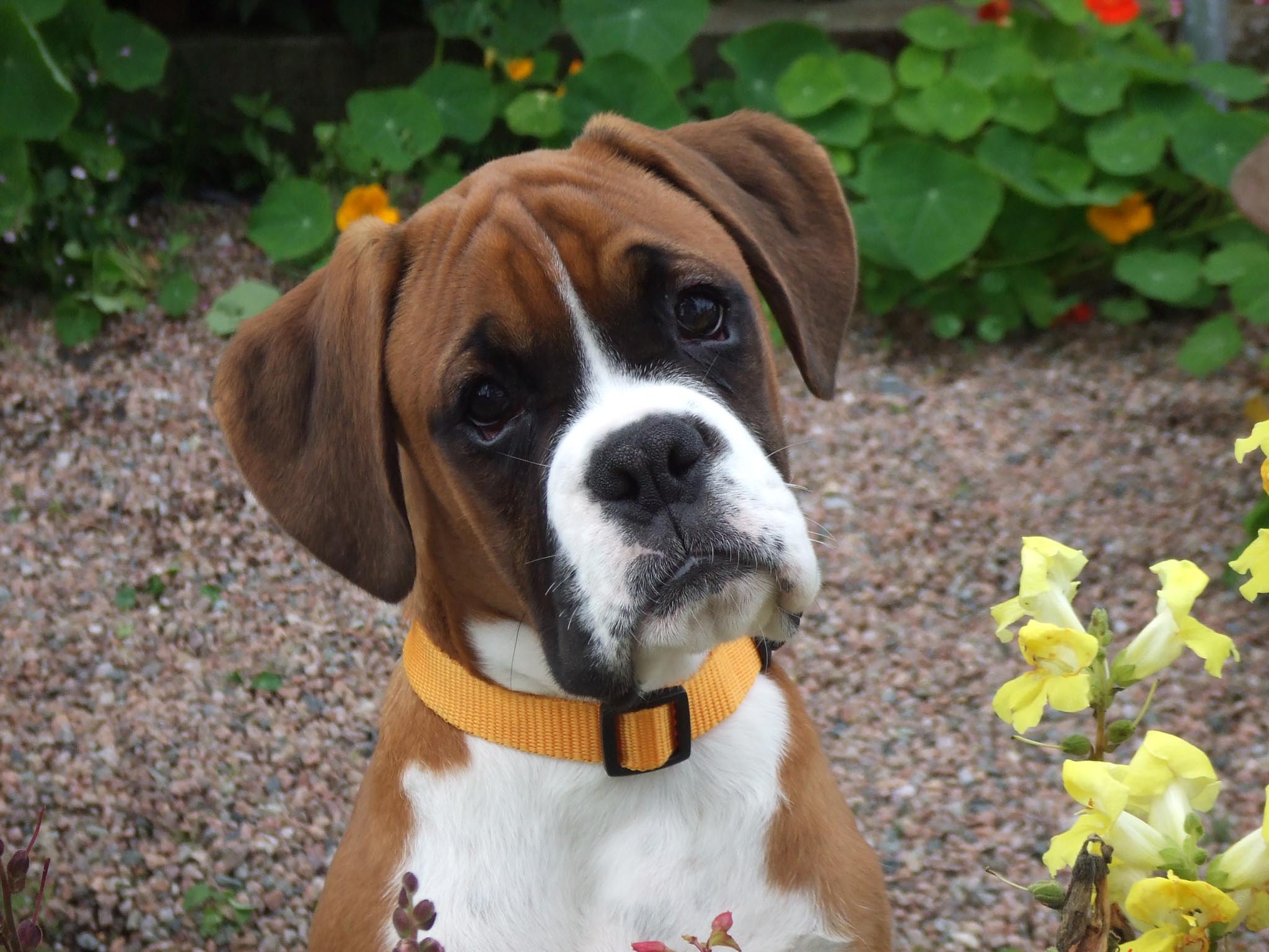 O Cachorro Boxer é doce e um bom cão de guarda