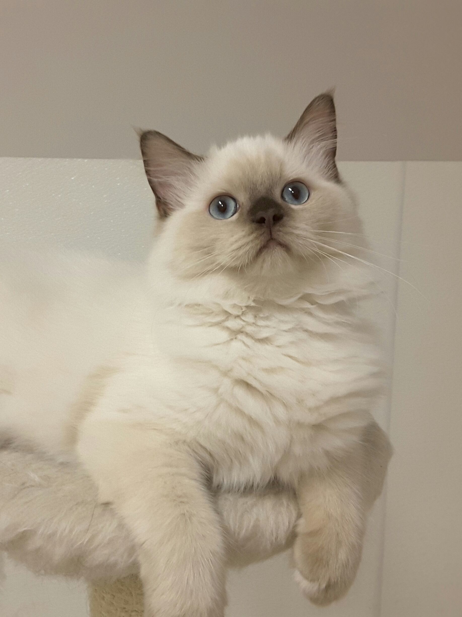 Um gato com uma personalidade cativante: Ragdoll