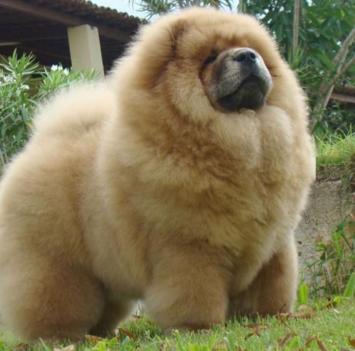 Majestoso como um leão, este é o Chow Chow