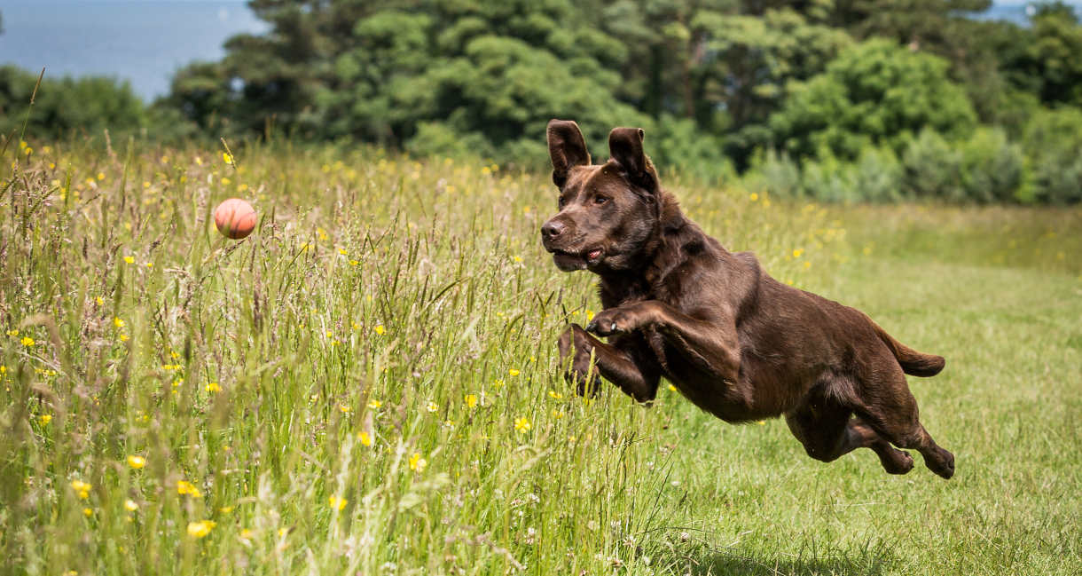 O Labrador Retriever adora brincar e se exercitar!