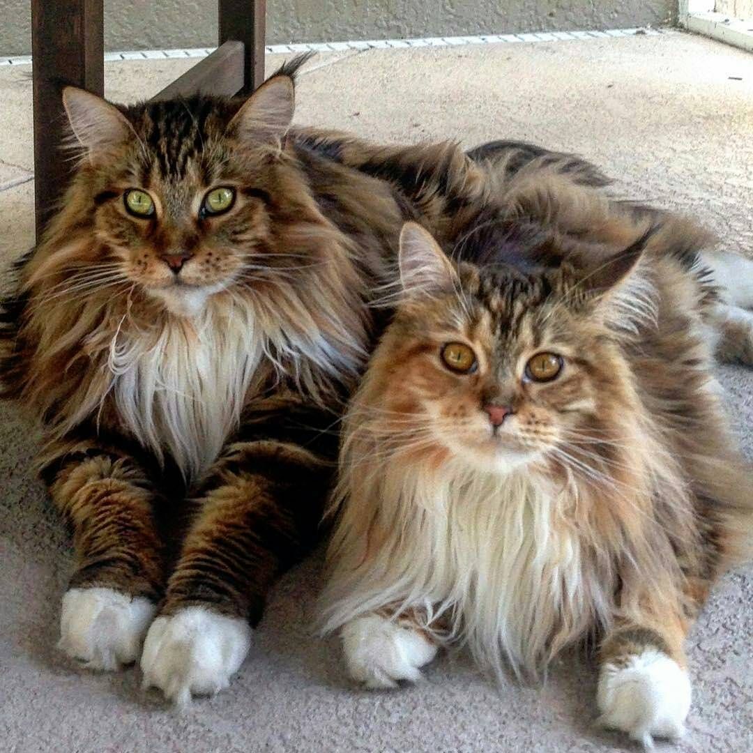 Maine Coon: lindo em todas as cores!