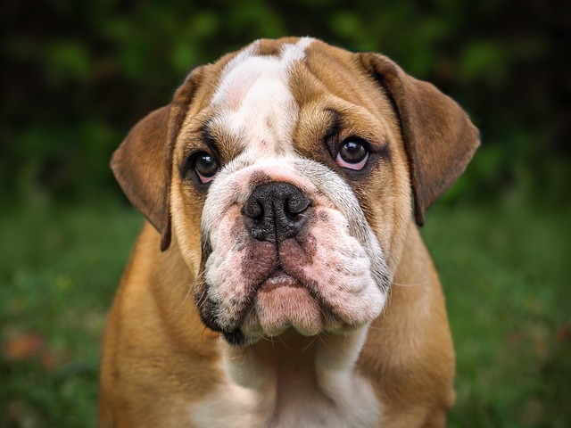 Bulldog