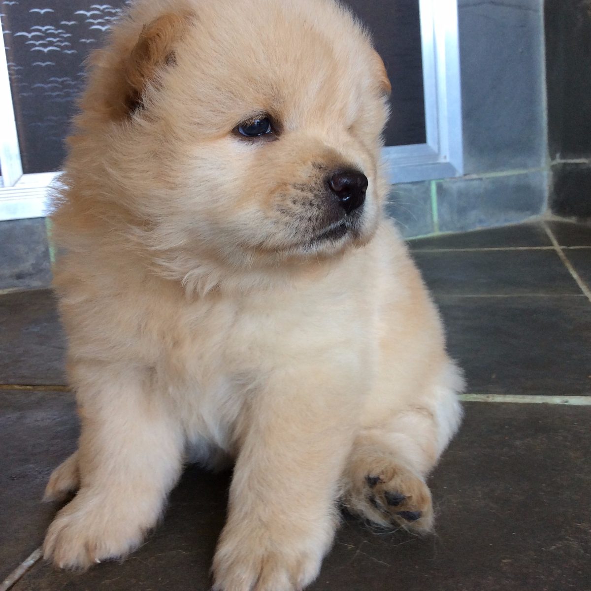 Uma bolinha de pelo em forma de cachorro: Chow Chow