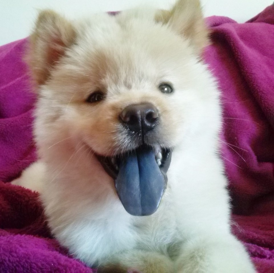 Um simpático filhote de Chow Chow