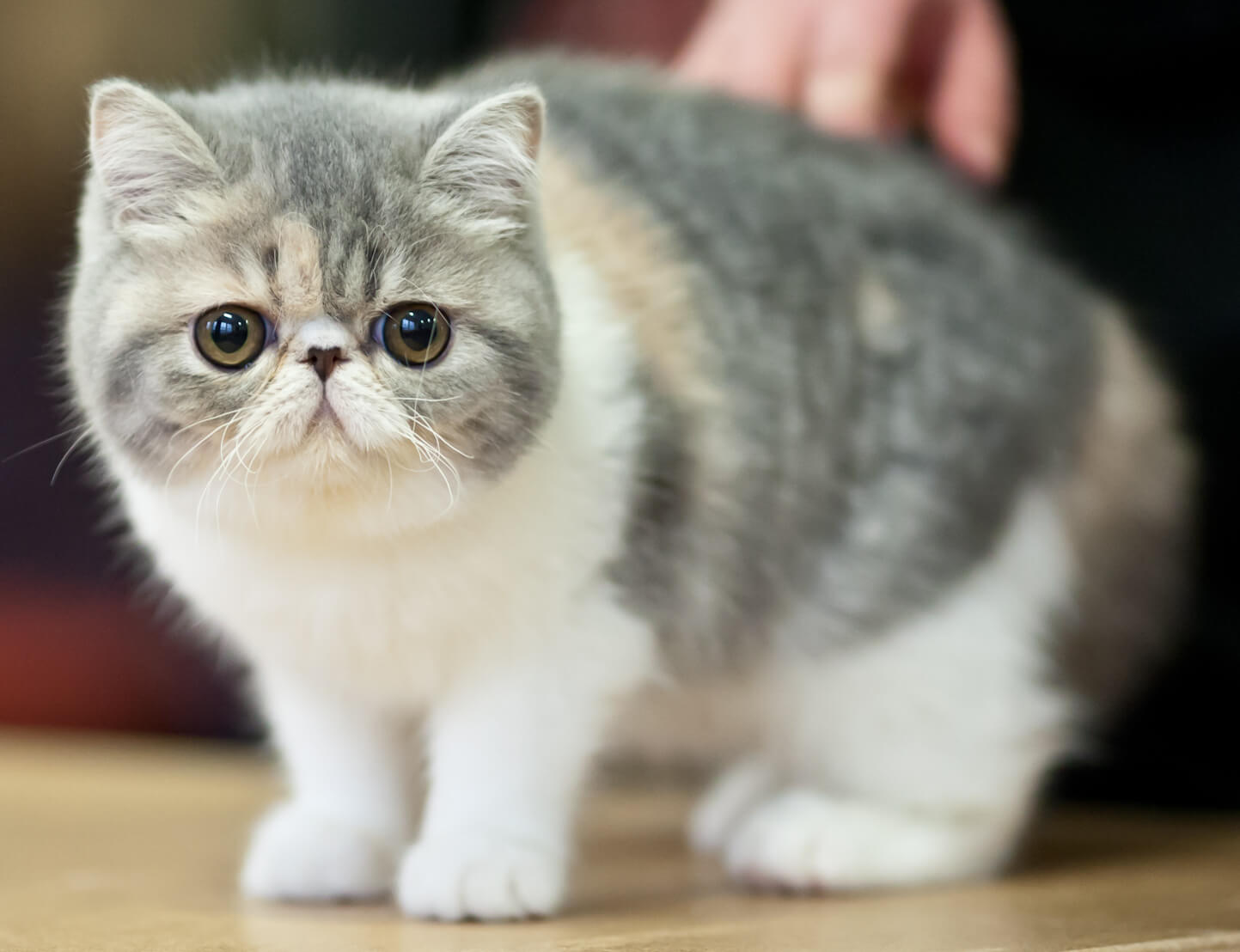 Gato Persa - Lindo em todas as cores possíveis. Escolha o seu! 3