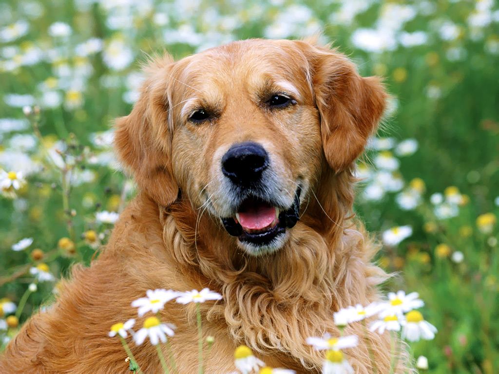 Correr no meio da natureza é com ele mesmo. Depois o Golden Retriever ainda parou para uma linda foto!