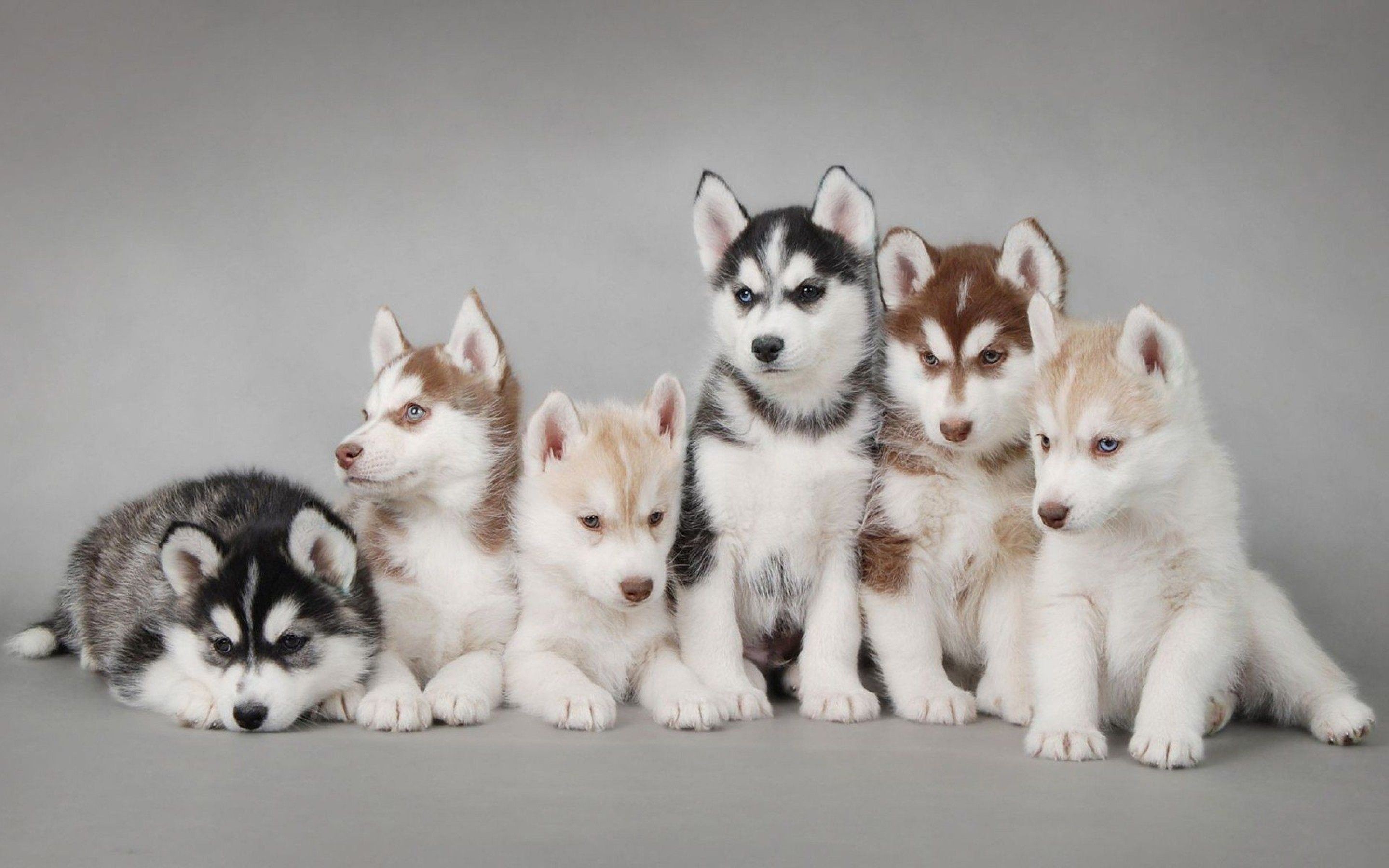 Linhos filhotinhos de Husky Siberiano