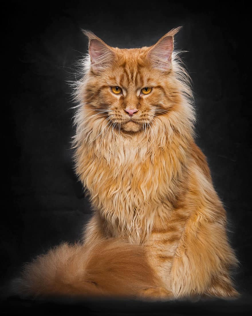 O Maine Coon geralmente tem um lindo colar felpudo em volta do pescoço