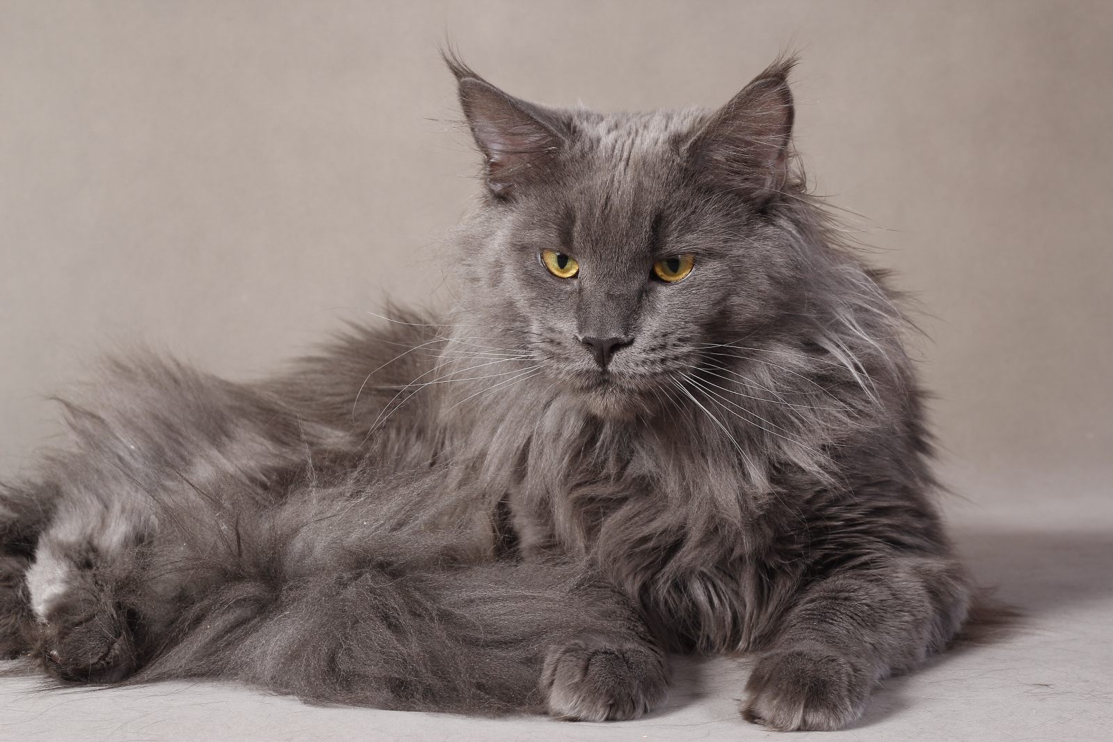 O Maine Coon pode apresentar mistura de cores em sua pelagem ou uma cor única como este belo exemplar cinza