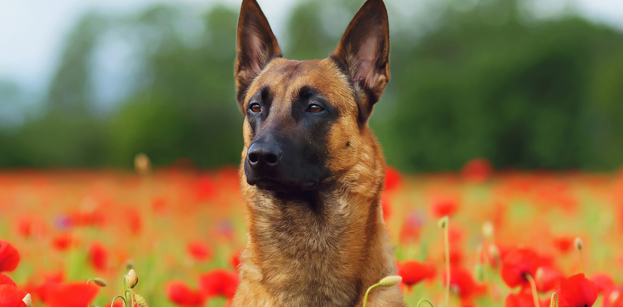 Escolha o seu Pastor Belga preferido. Quem sabe o Malinois?