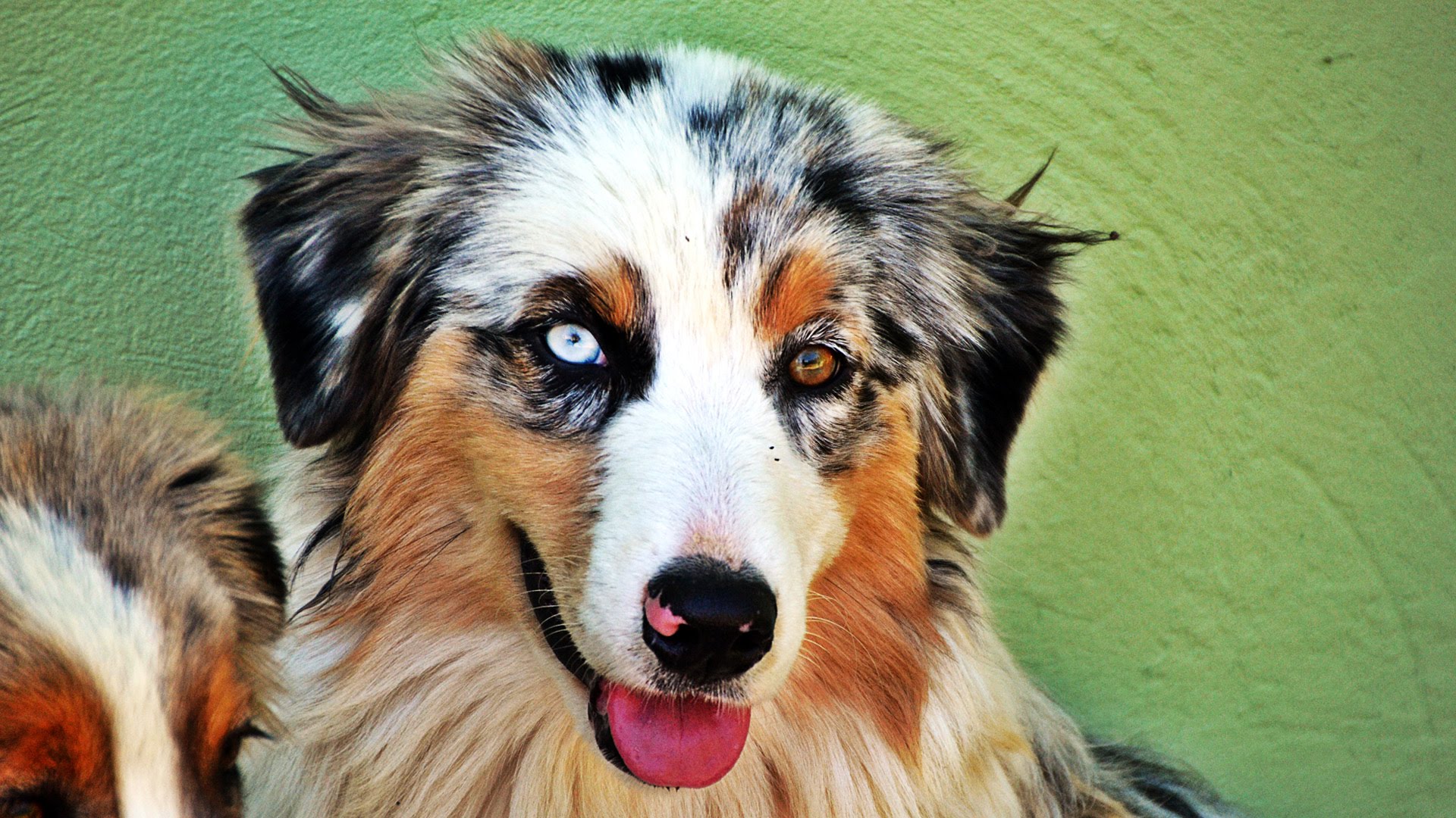 Os olhos de cores diferentes são uma das características comuns ao Pastor Australiano