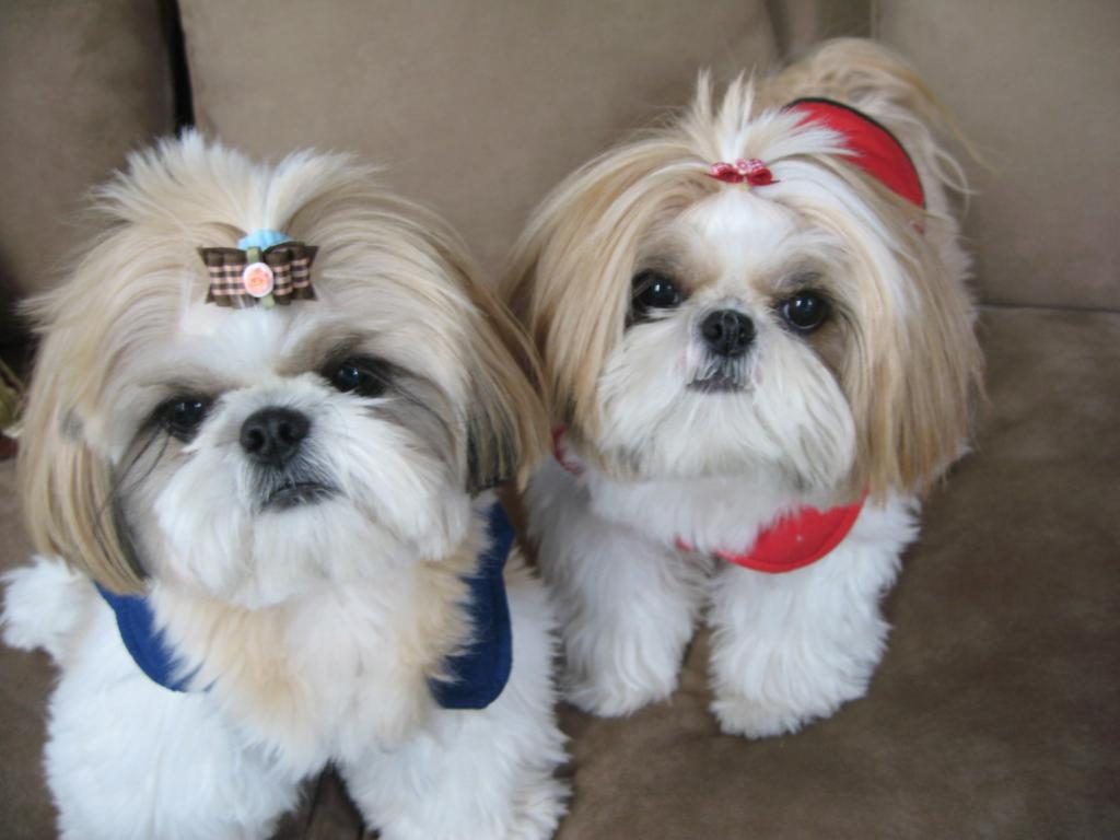 Lindos filhotes de Shihtzu!