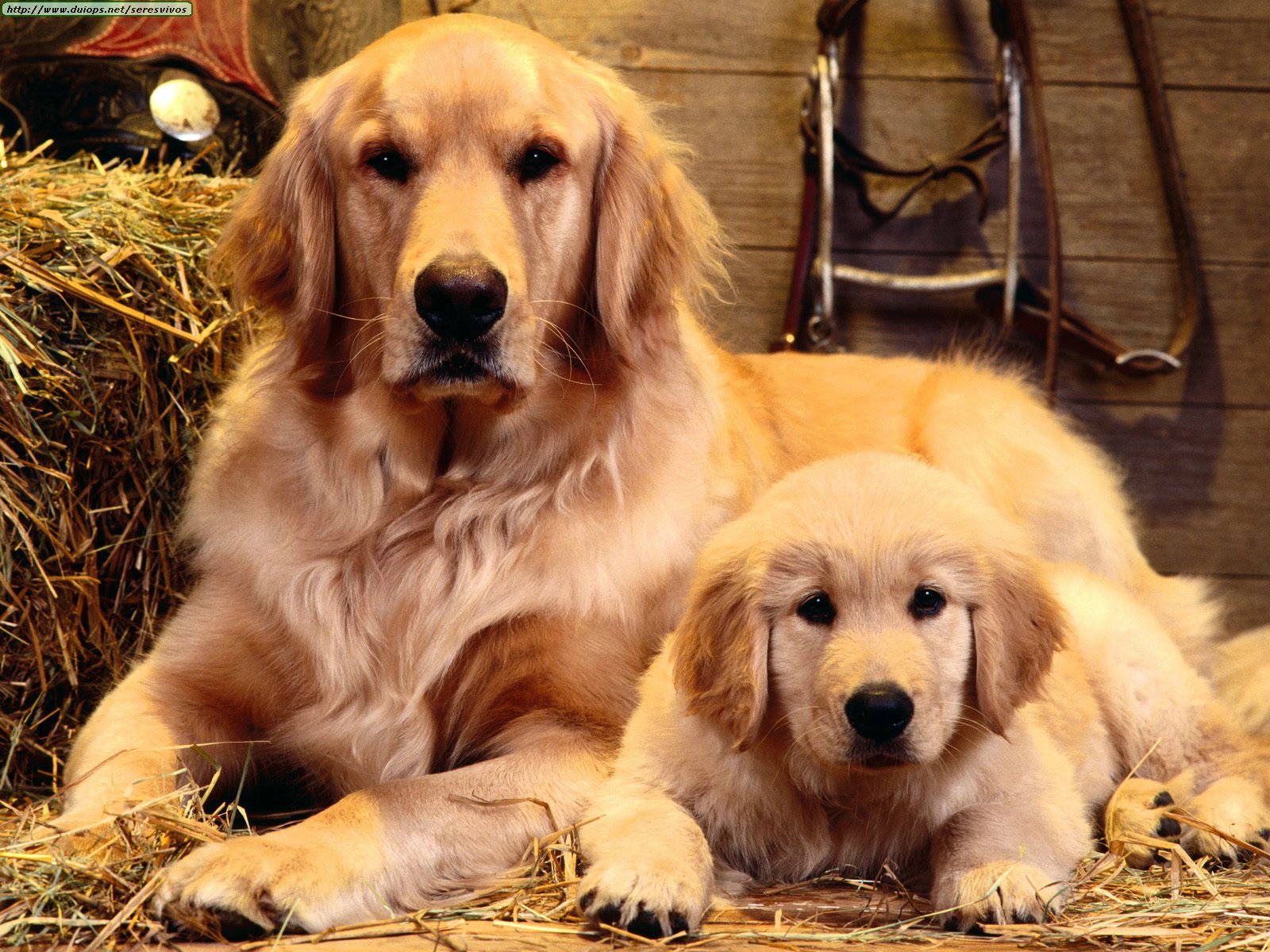 Aquele momento pai e filho entre os Golden Retriever