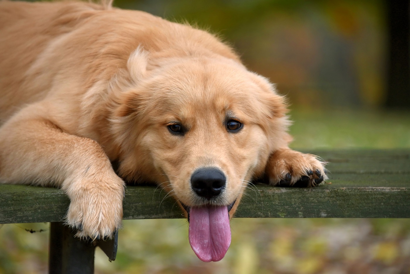 Um merecido descanso para o espoleta Golden Retriever