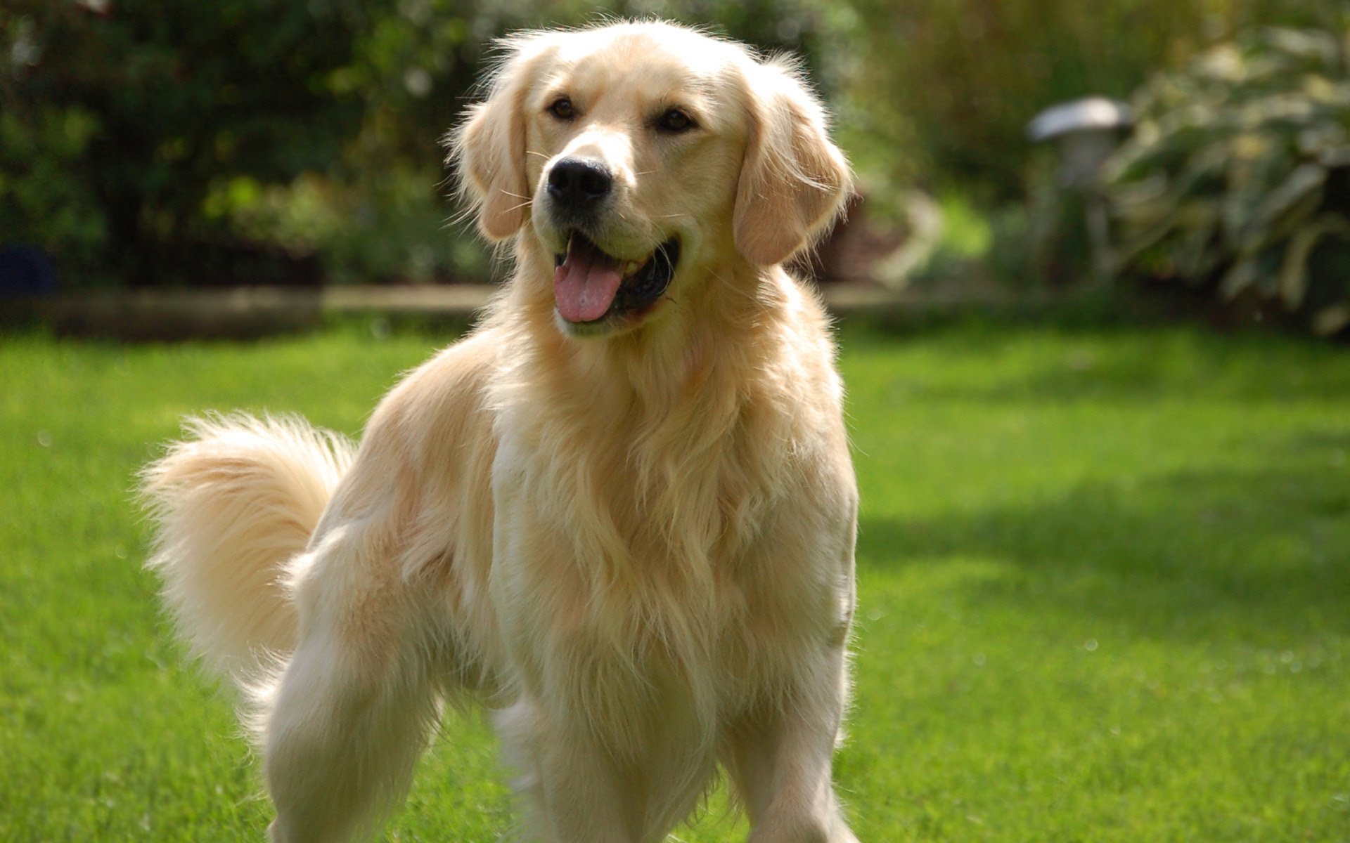 Uma das variações de cor do lindo Golden Retriever