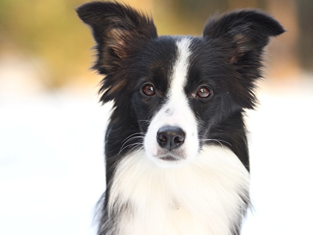 Border Collie