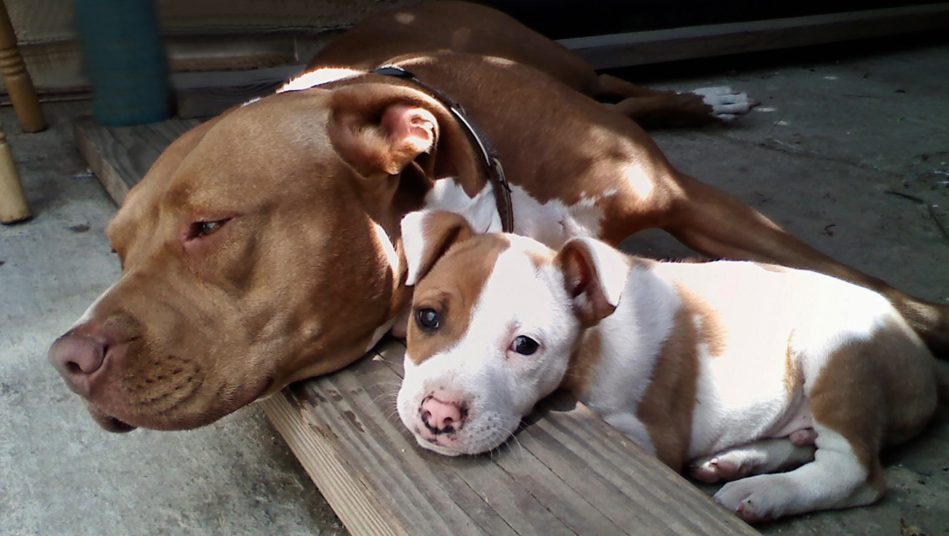 Uma linda família de Pitbull