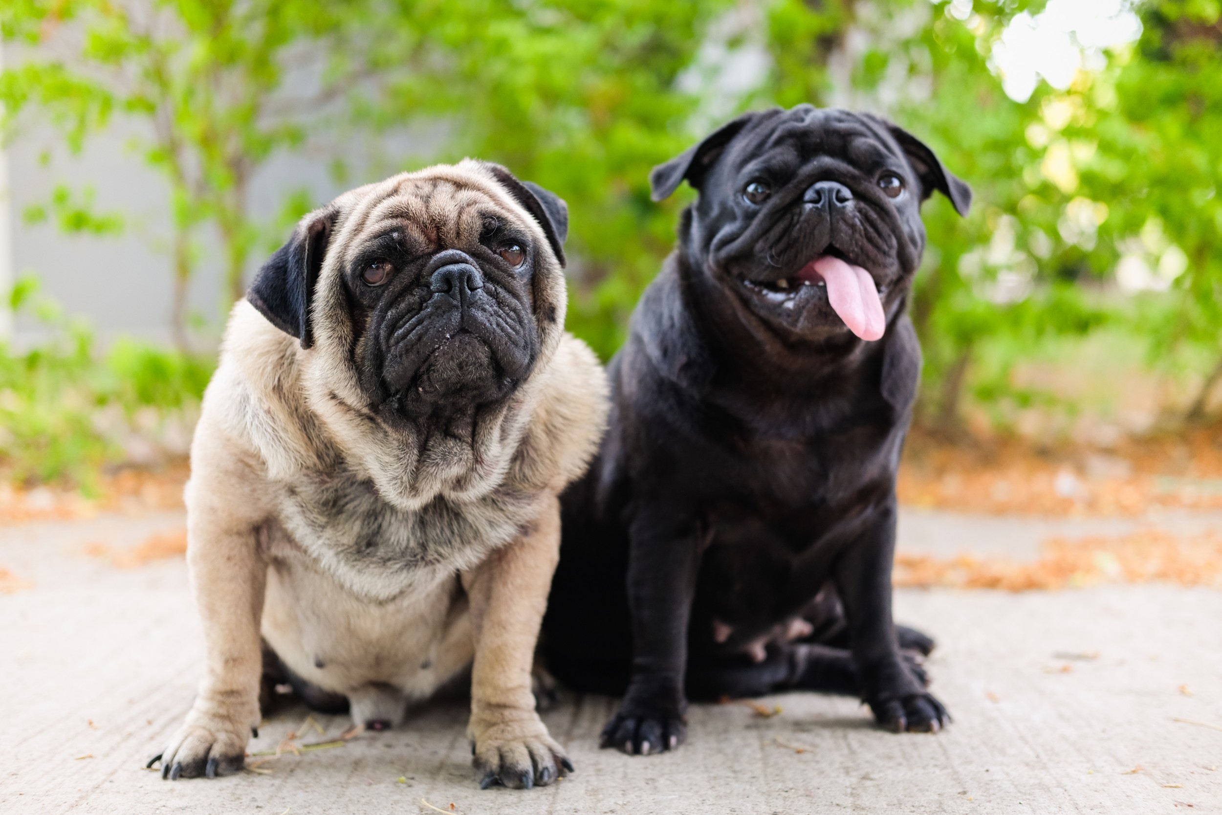 Qual cor de Pug você prefere?