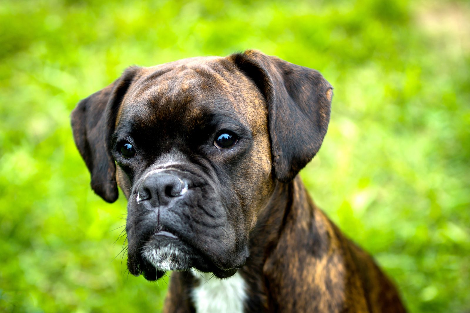 Apesar da sua cara de mau o Cachorro Boxer é ideal para famílias