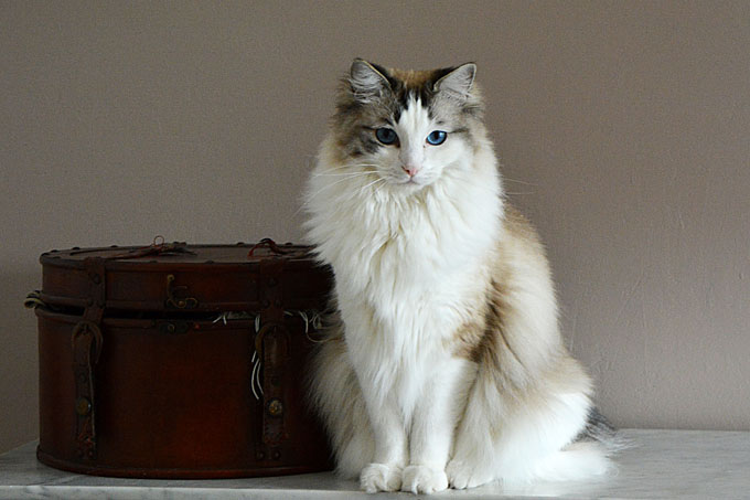 Ragdoll