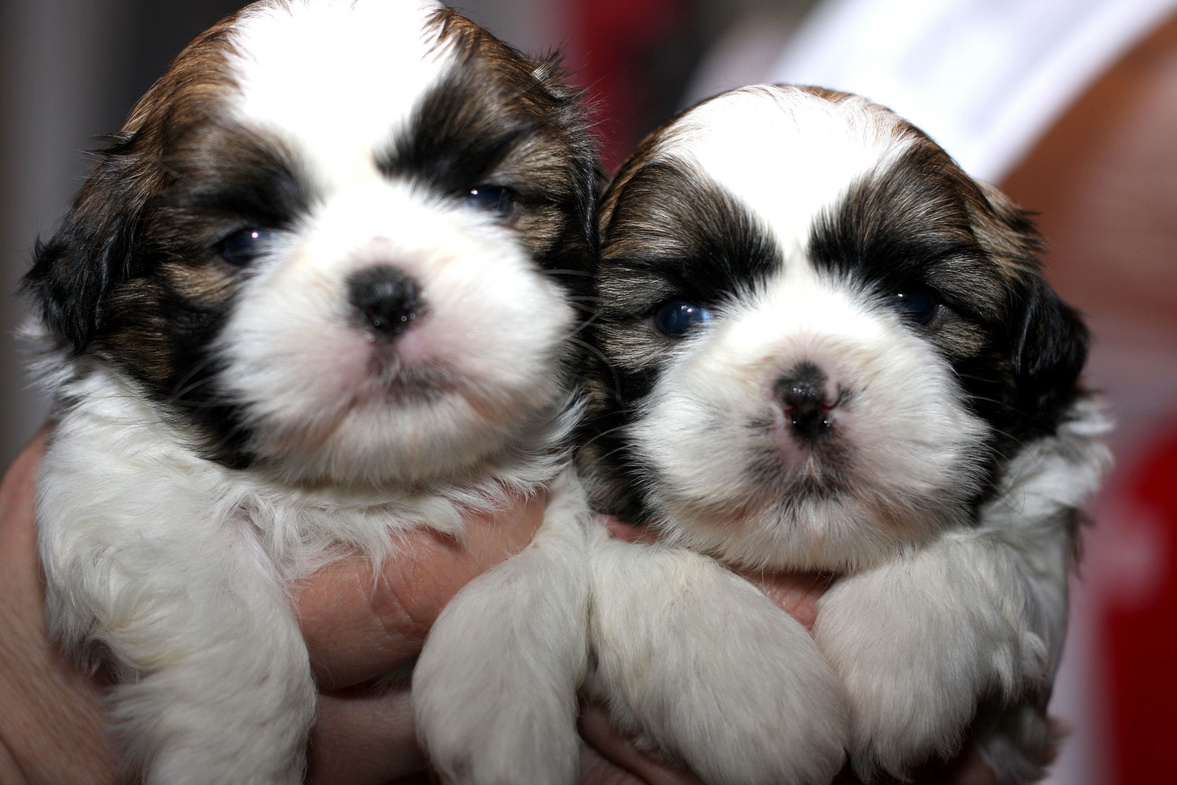 Os filhotinhos de Shih-tzu nascem com a pelagem mais escura e com o tempo vão mudando sua cor!