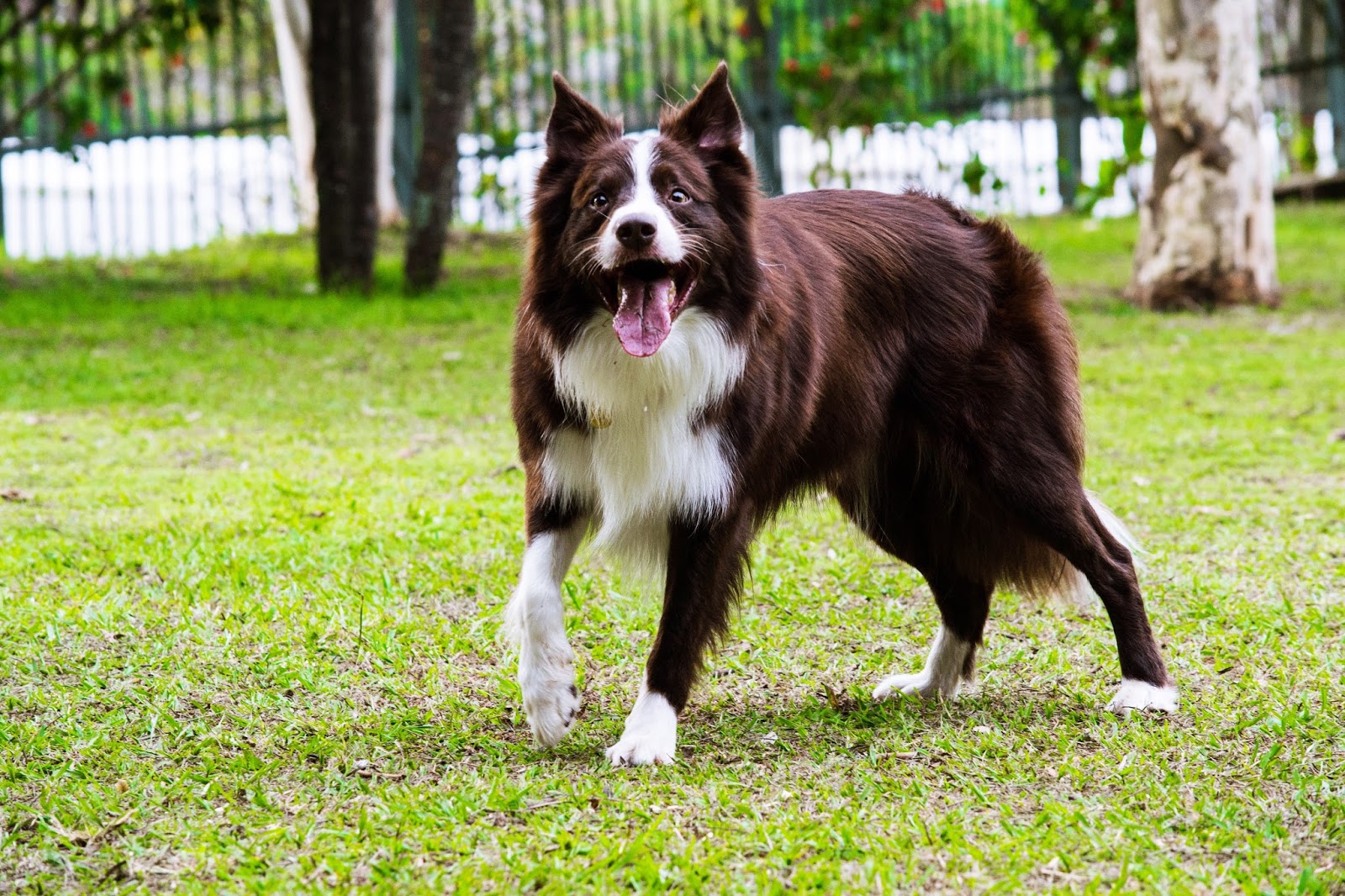 O Border Collie tem algumas cores que o identificam. Esta é uma das variações de sua pelagem.